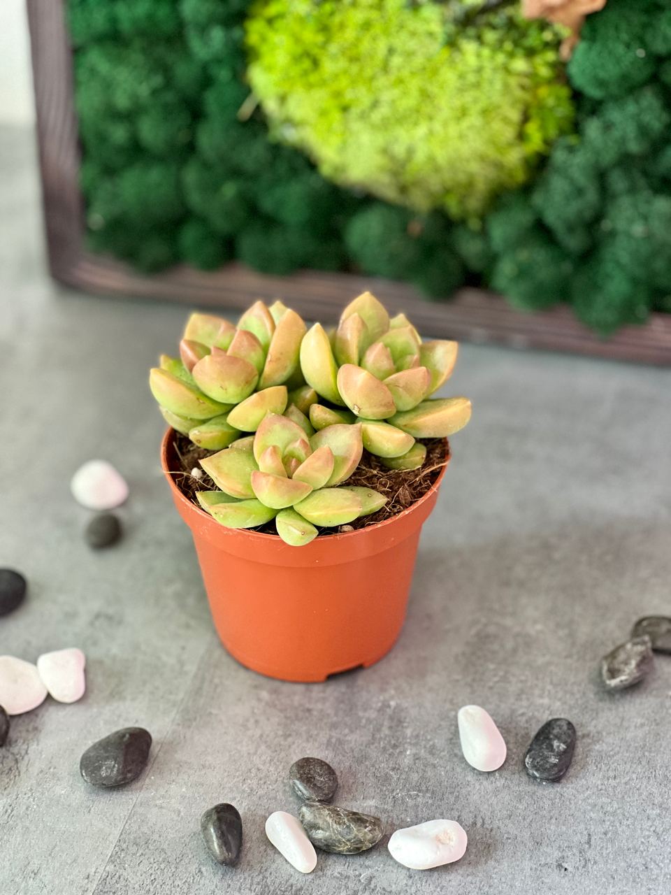 Седум Нуссбаумера (Sedum Nussbaumerianum) D8см