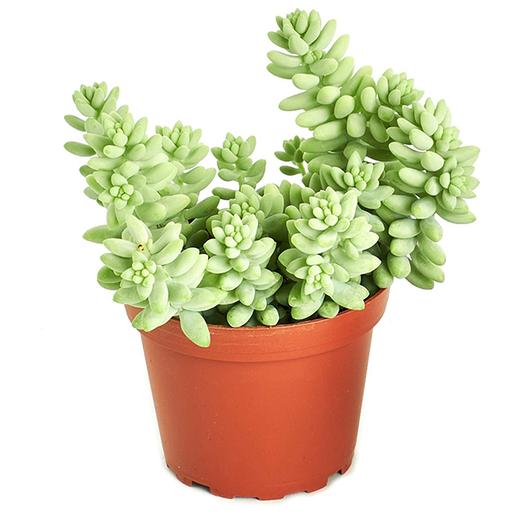 Седум Буррито (Sedum Burrito) D8см