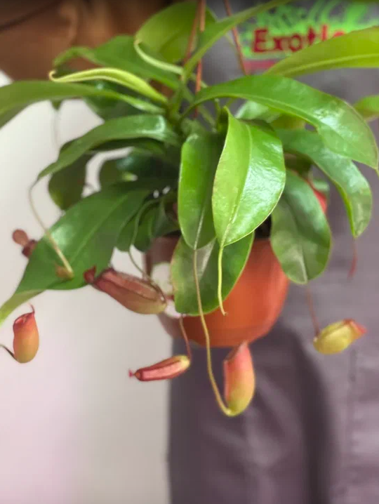 Непентес Кровавая Мэри (Nepenthes Bloody Mary) D14см в подвесном кашпо