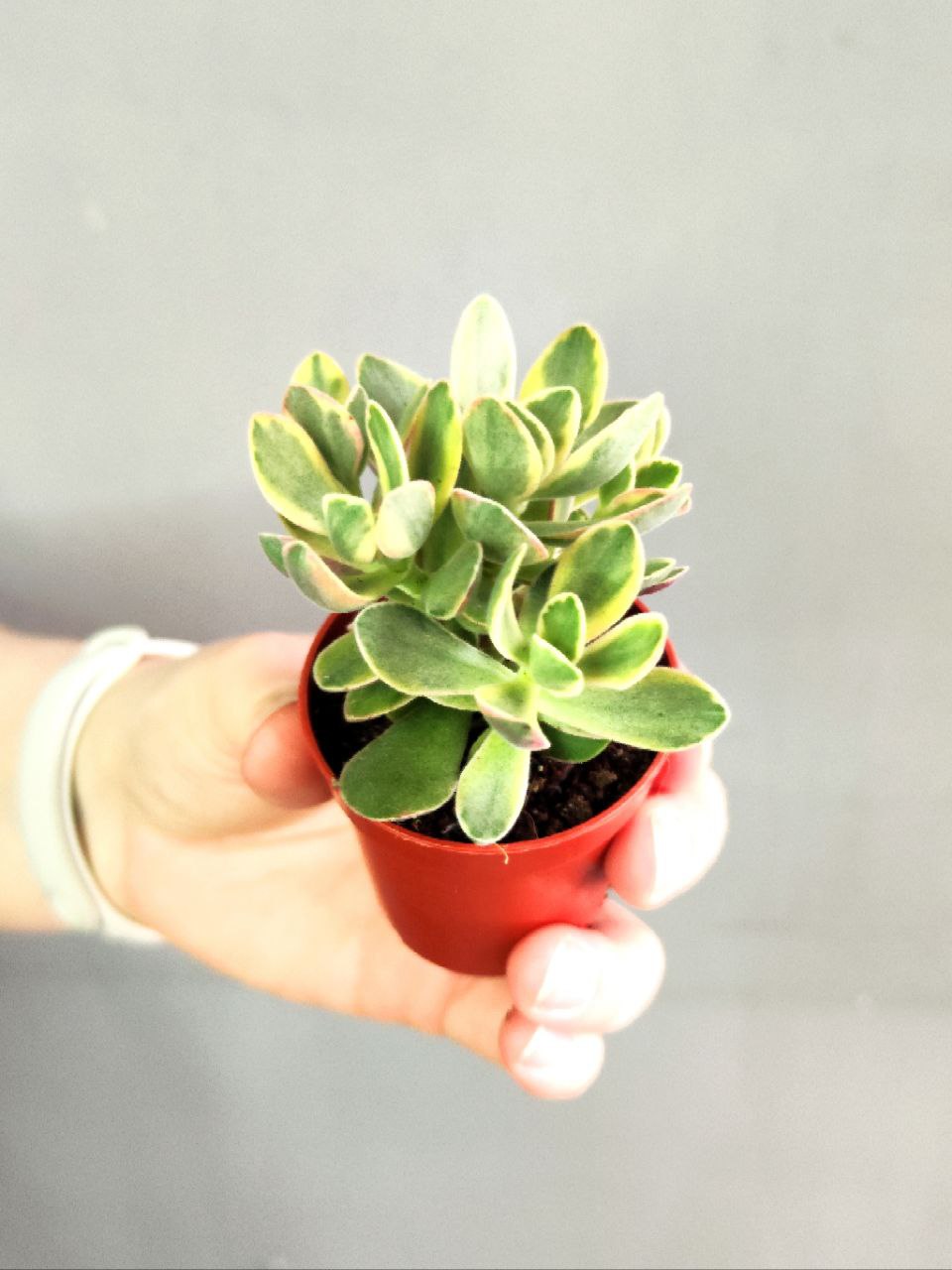 Крассула Мани Мейкер Вариегатная (Crassula Moneymaker Varigated) D5см