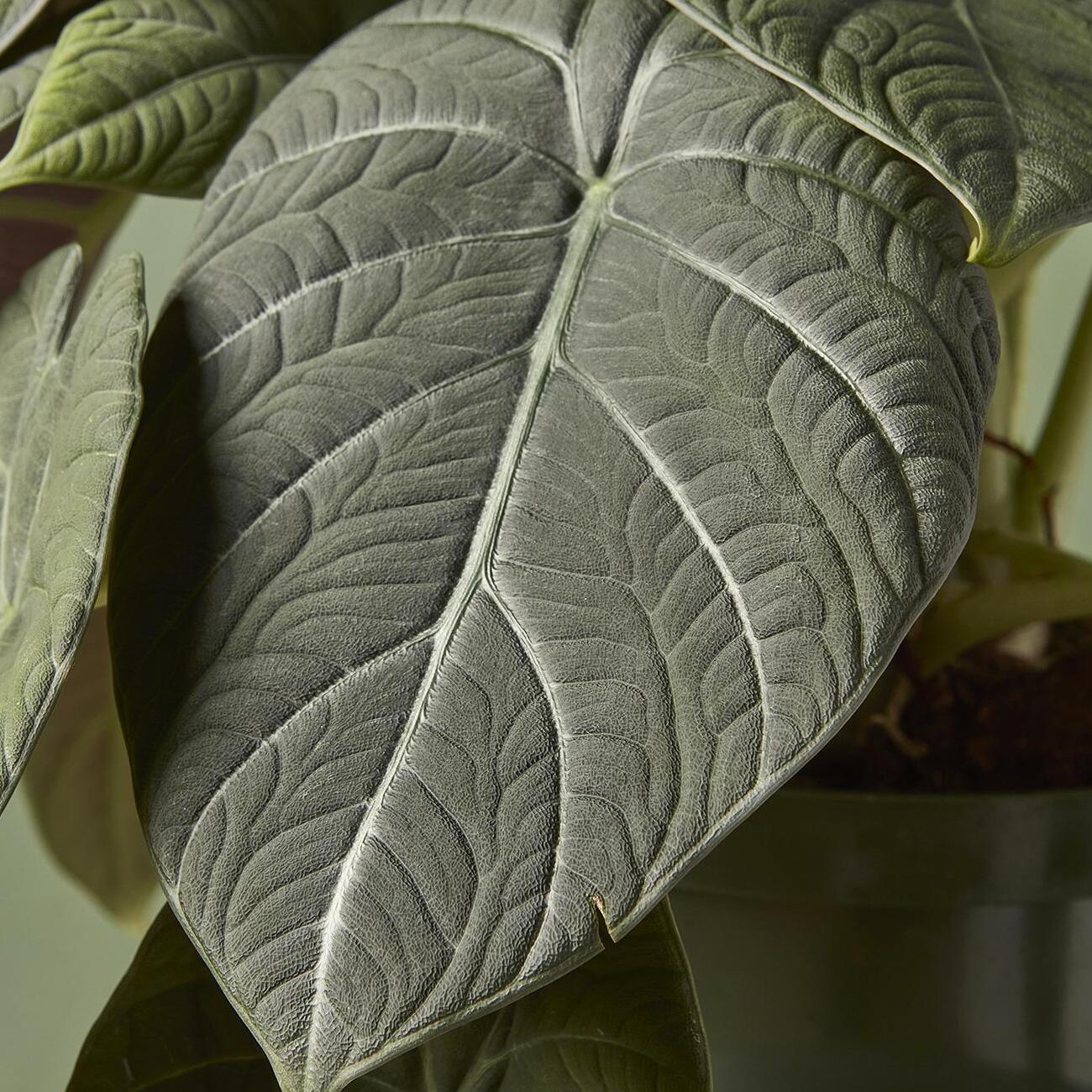 Алоказия Махарани (Alocasia Maharani) D8см