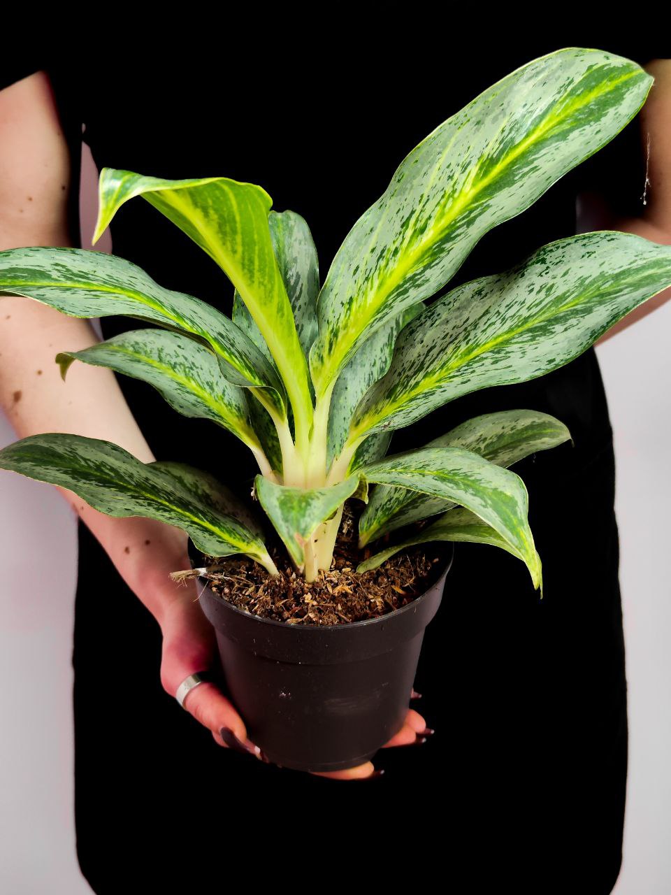 Аглаонема Эмеральд Грей (Aglaonema Emerald Gray) D12см