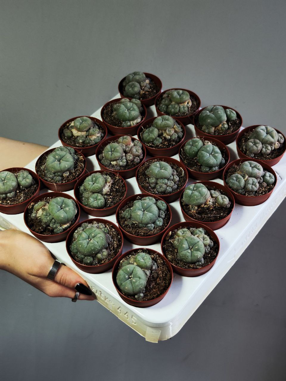 Кактус Лофофора Уильямса (Lophophora Williamsii) D5см