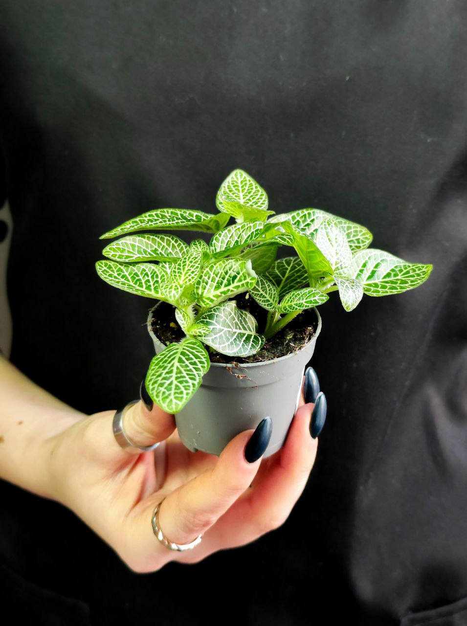 Фиттония Вершаффельта Вайт (Fittonia Verschaffeltii White) D5см