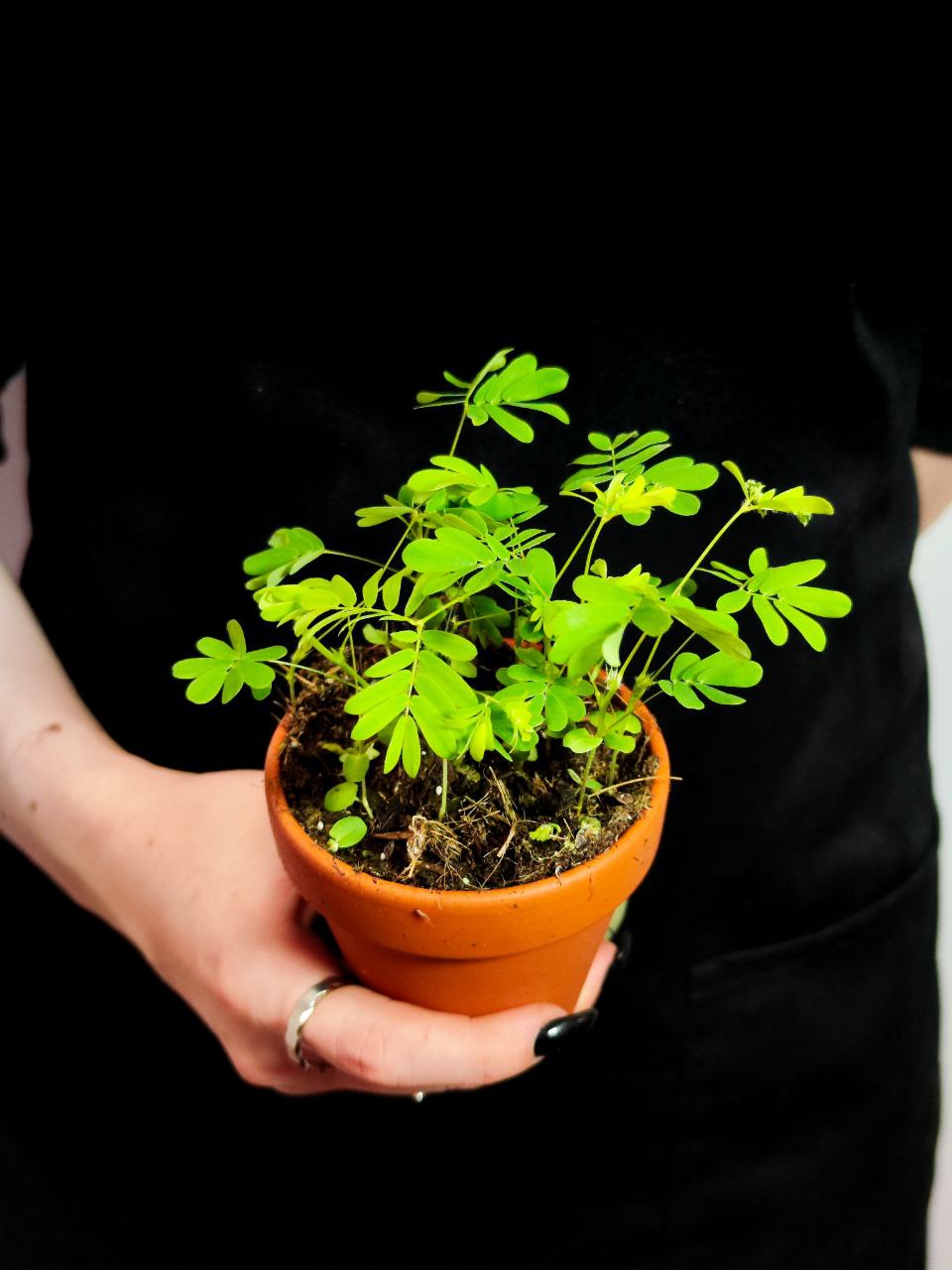 Стыдливая Мимоза (Mimosa Pudica) D9см