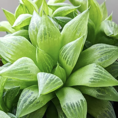 Хавортия Тургида (Haworthia Turgida) D5см