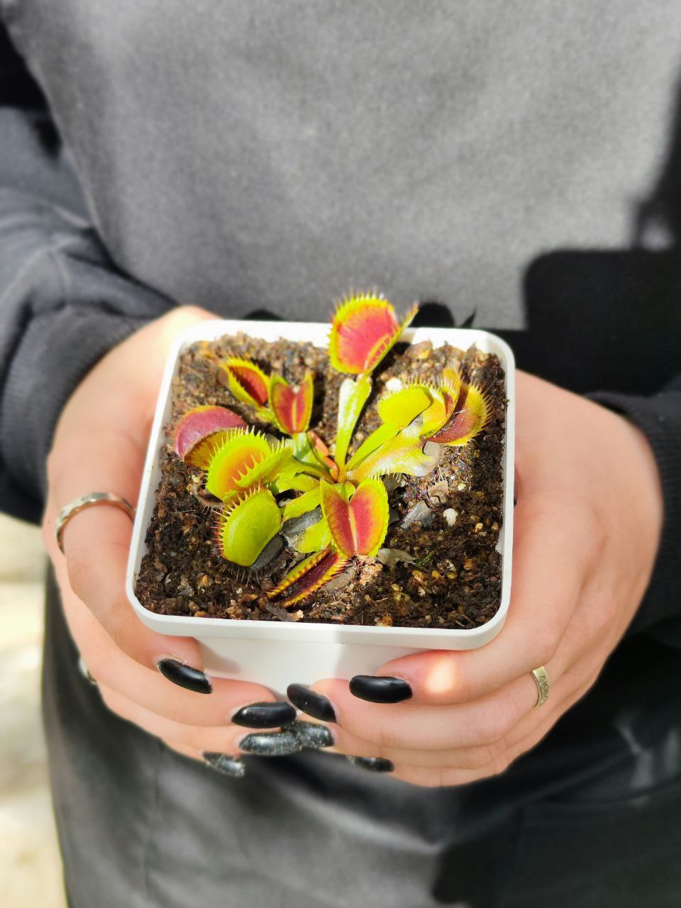 Венерина Мухоловка, Дионея Пятнистая (Dionaea Muscipula Spotty) D9см