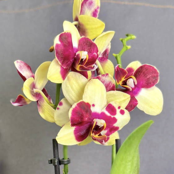 Орхидея Фаленопсис Катания (Phalaenopsis Catania) D9см