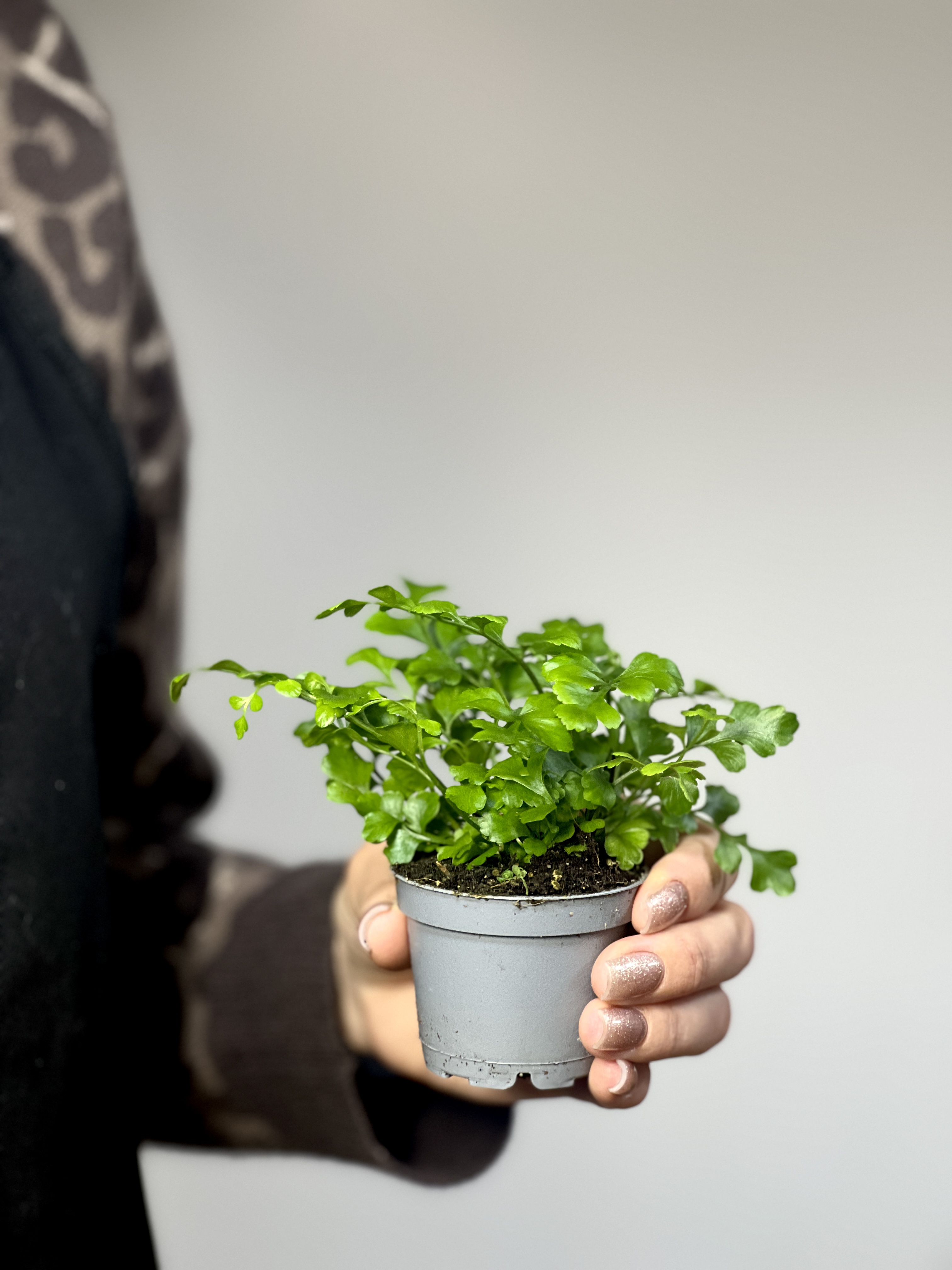 Папоротник Асплениум Парвати (Asplenium Dimorphum Parvati) D6см