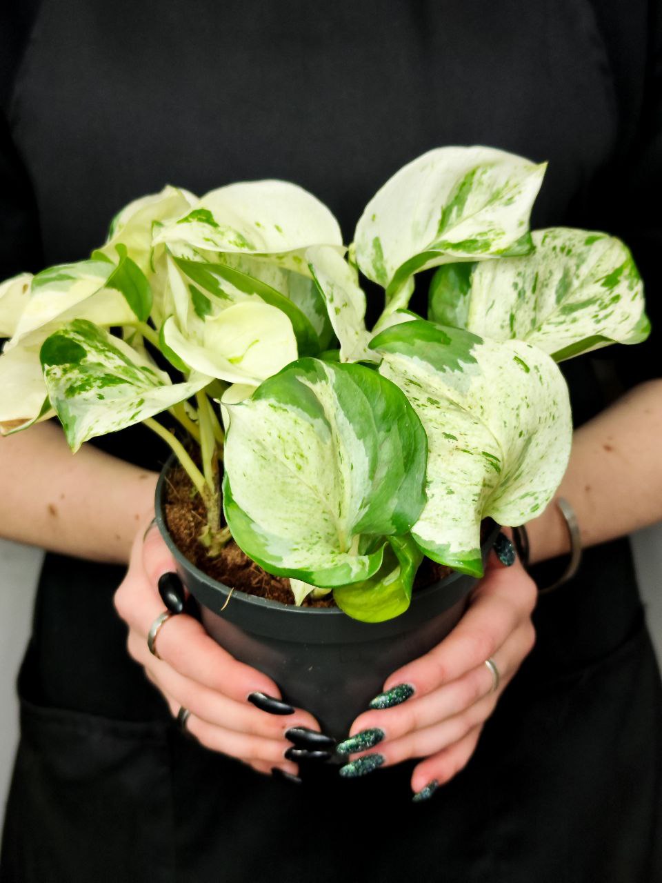 Эпипремнум Хеппи Лиф (Epipremnum Happy Leaf) D12см