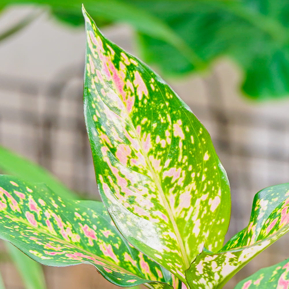 Аглаонема Пинк Леопард (Aglaonema Pink Leopard) D12см