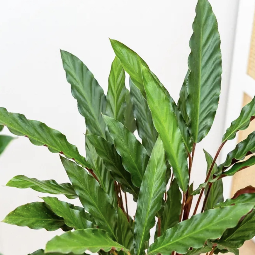 Калатея Руфибарба (Calathea Rufibarba) D7см
