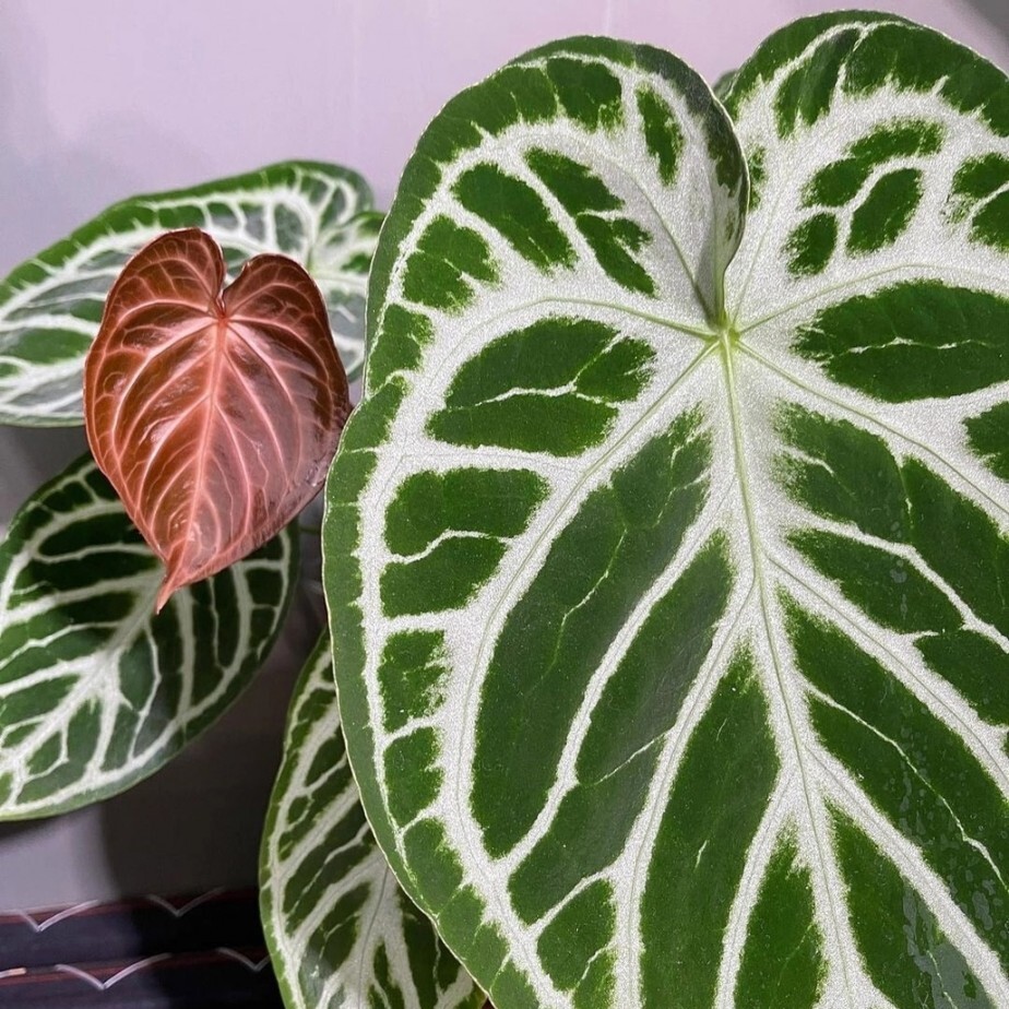 Антуриум Сильвер Блаш (Anthurium Silver Blush) D6см