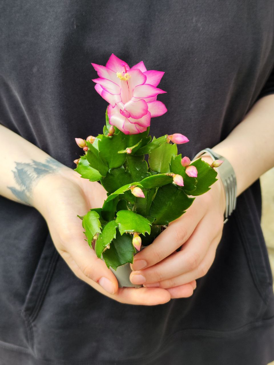 Декабрист Розовый, или Шлюмбергера (Schlumbergera Tendenza Rosa) D6см