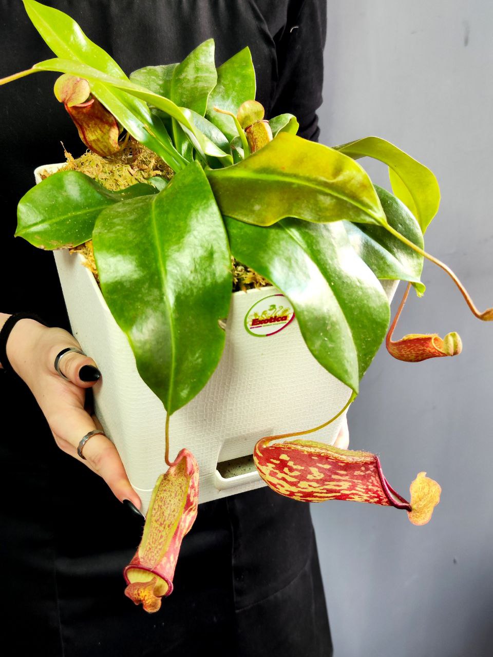 Непентес Гая (Nepenthes Gaya) пересаженный D17см