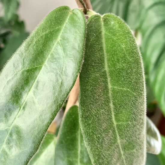 Хойя Гиполазия (Hoya Hypolasia) D8см