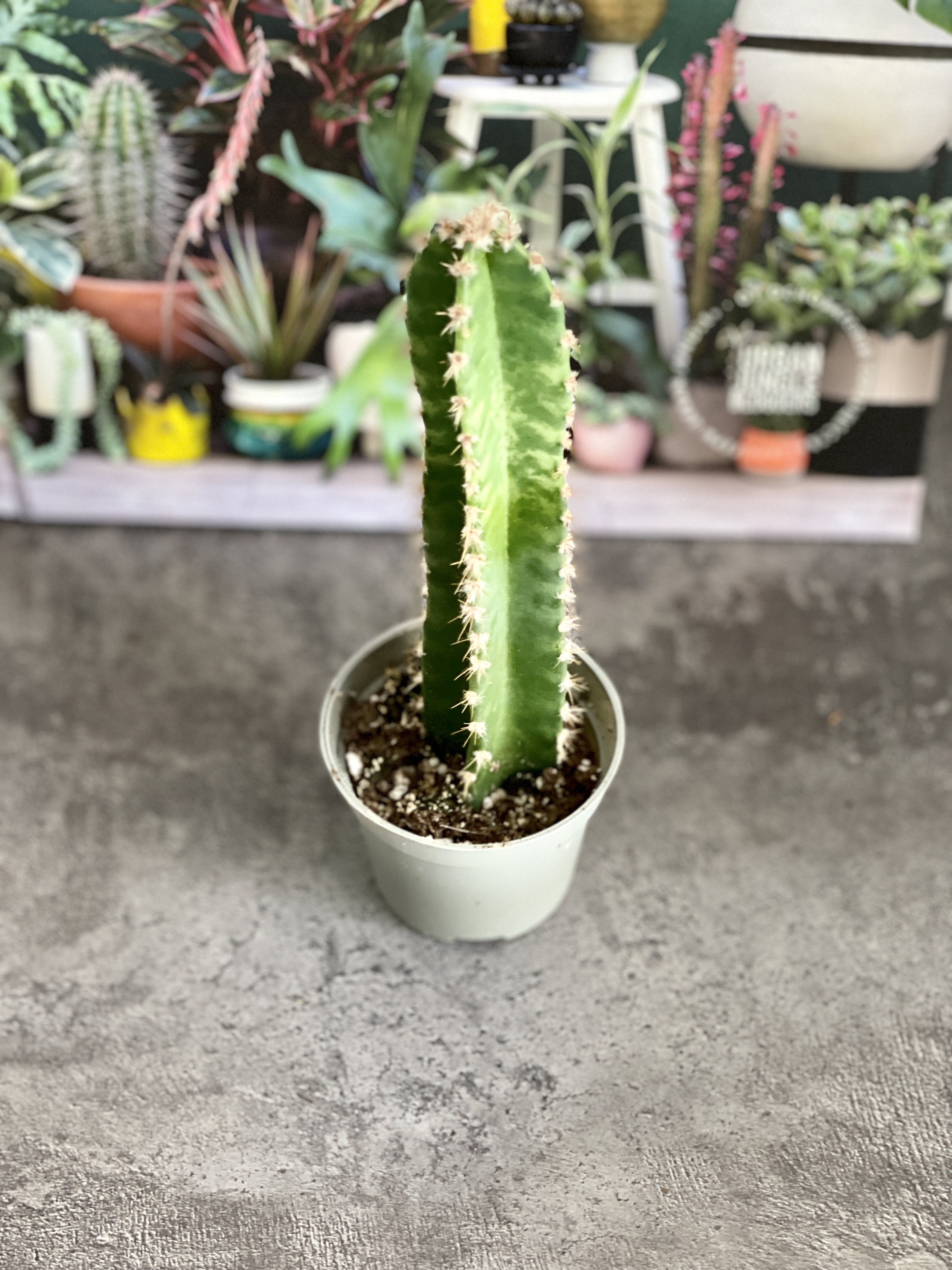 Цереус Флорида (Cereus Peruvianus Florida) D5см