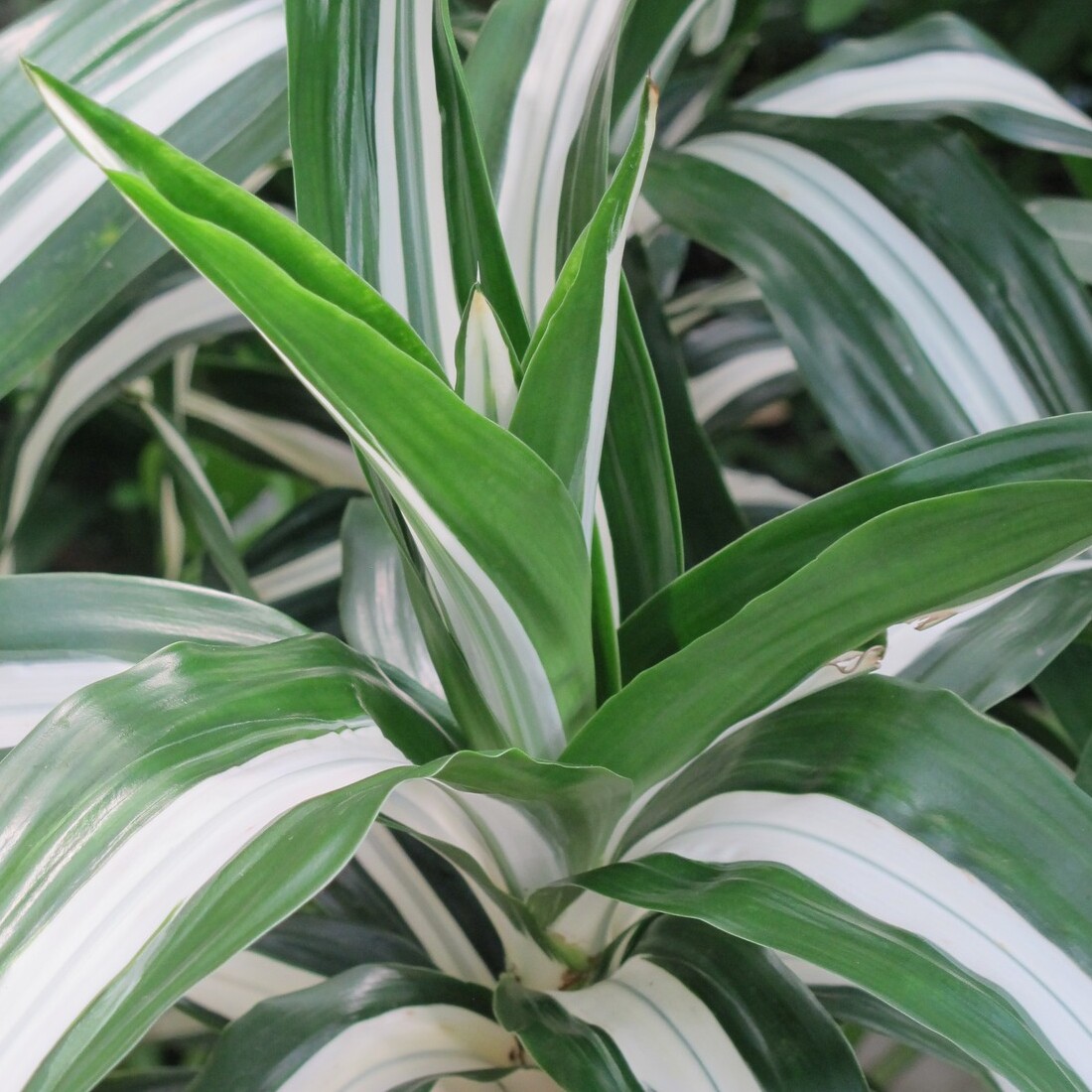 Драцена Душистая Баузи (Dracaena Fragrans Bausei) D12см
