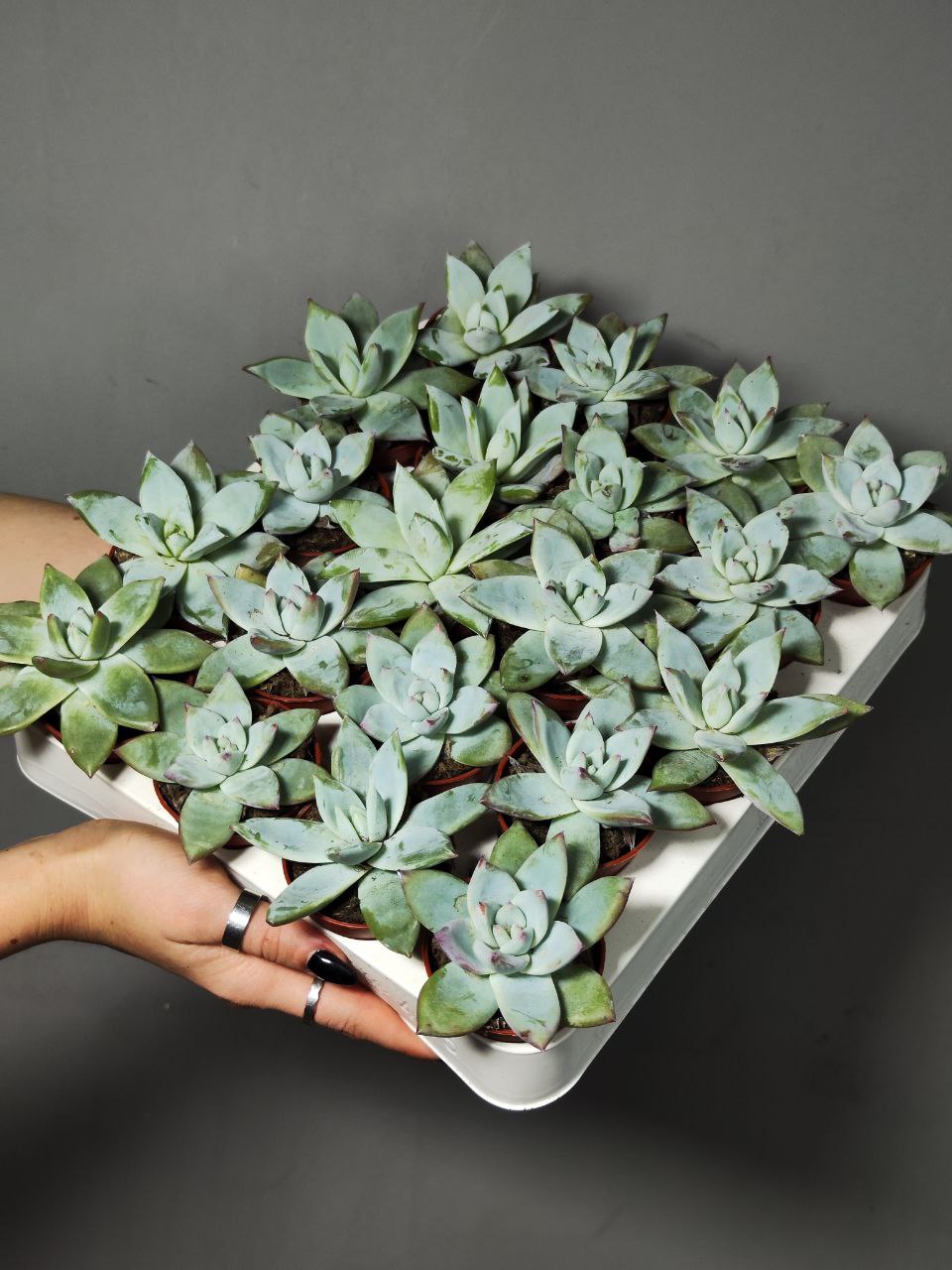 Эхеверия Колората Айс (Echeveria Colorata Ice) D5см