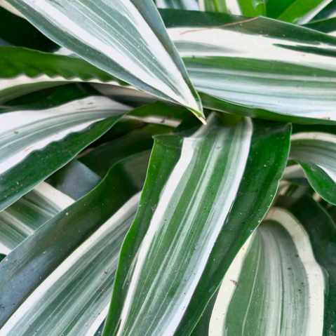Драцена Джейд Джевел (Dracaena Fragrans Jade Jewel) D12см
