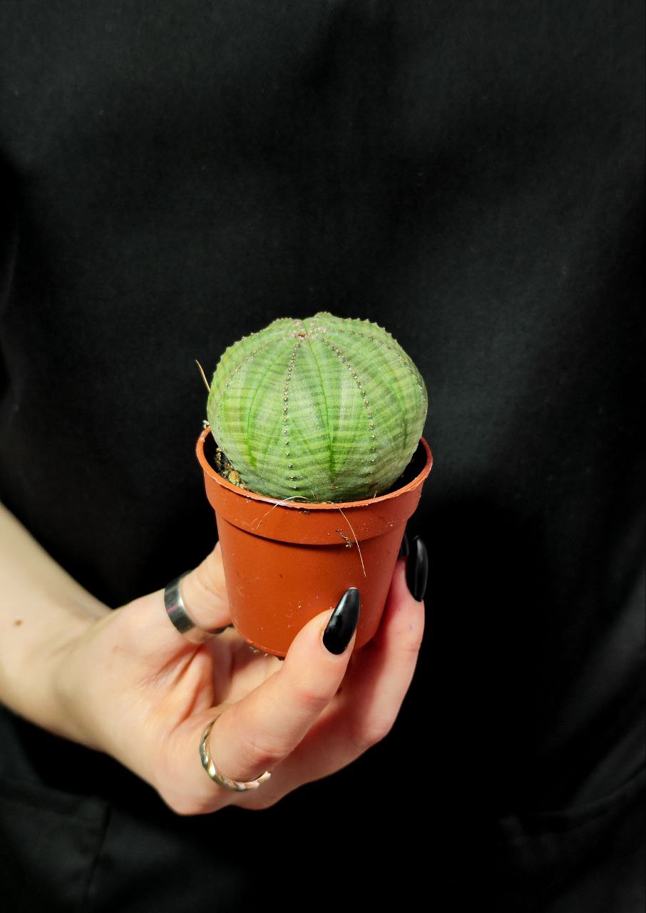 Молочай Тучный (Euphorbia Obesa) D5см