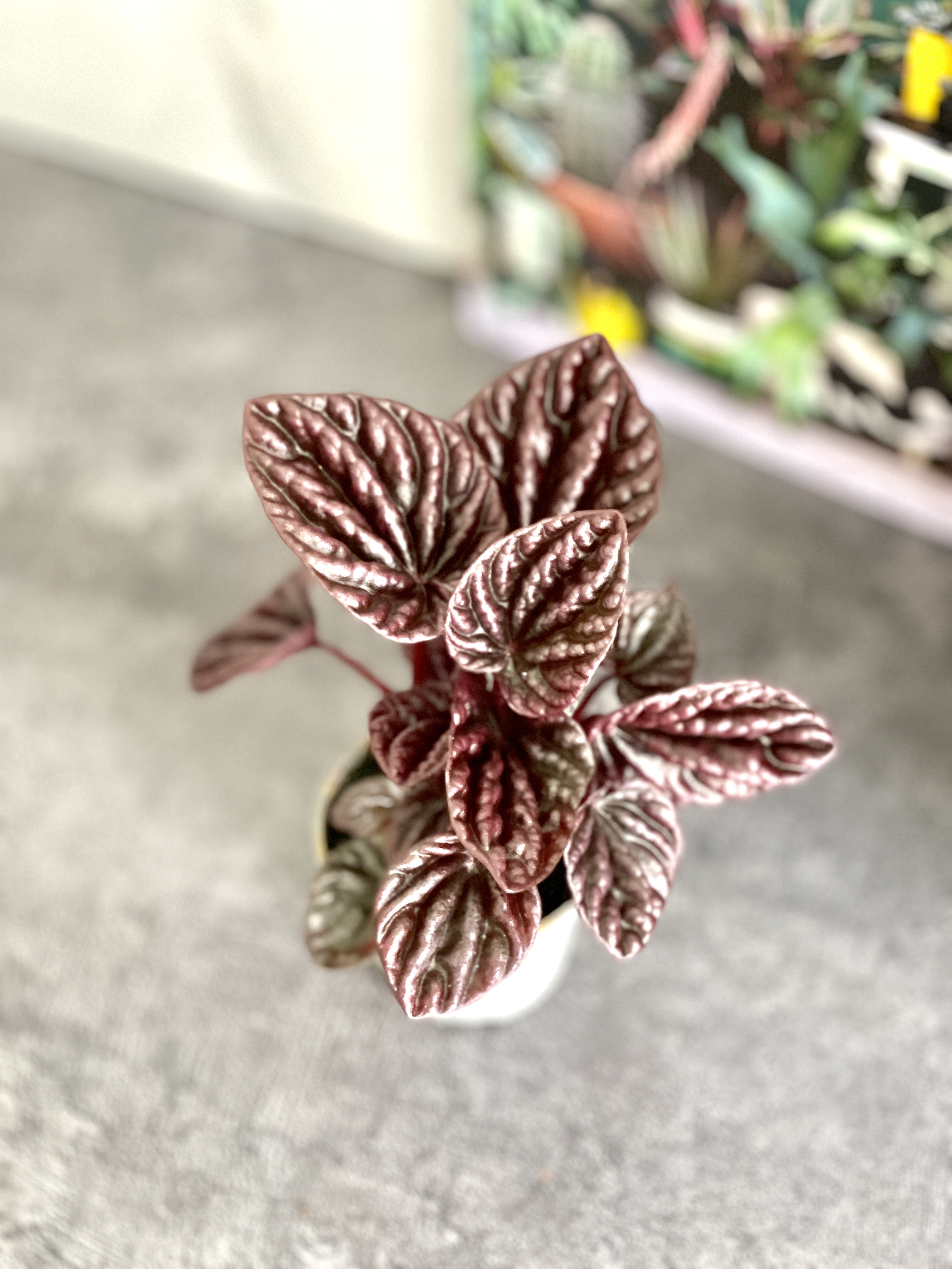 Пеперомия Каперата Ред Луна (Peperomia Caperata Luna Red) D5см
