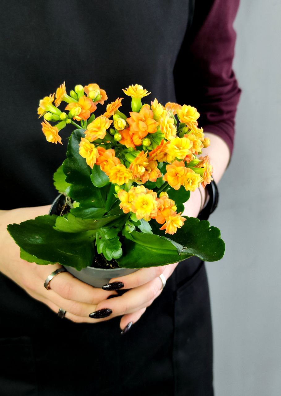 Каланхоэ Розалина Персиковая (Kalanchoe Rosalina Orange) D9см