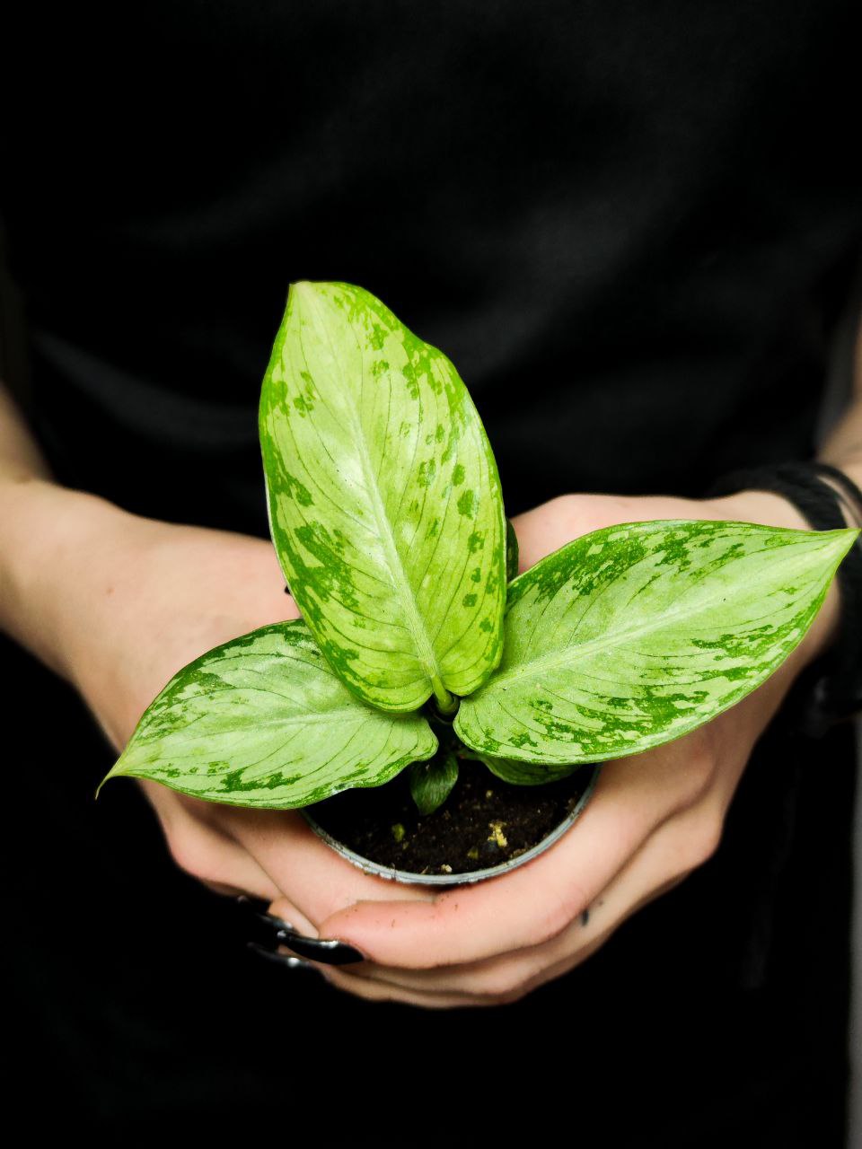 Диффенбахия Сноу (Dieffenbachia Snow) D6см