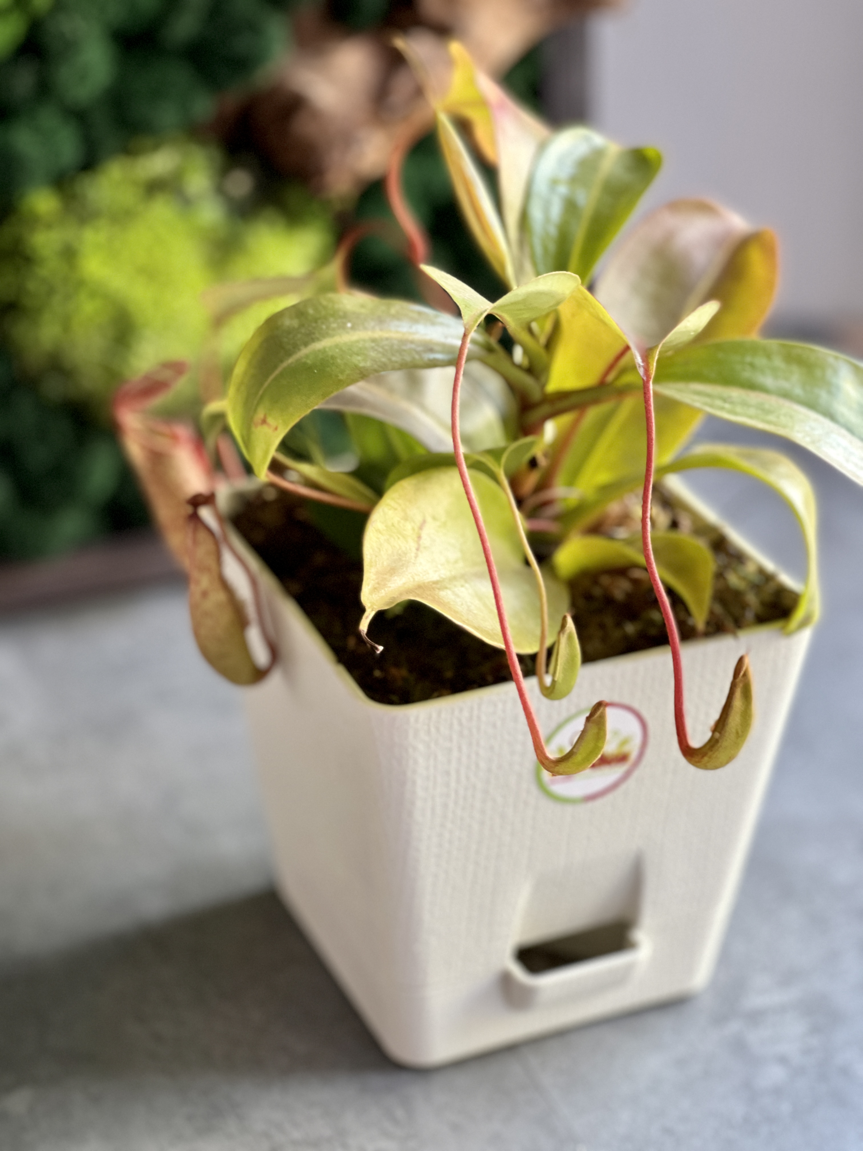 Непентес Жентли (лат. Nepenthes Gentle) пересаженный D12см