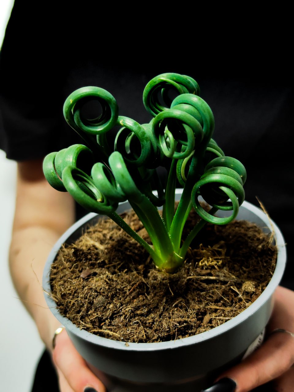 Альбука Спиральная (Albuca Spiralis) D12см