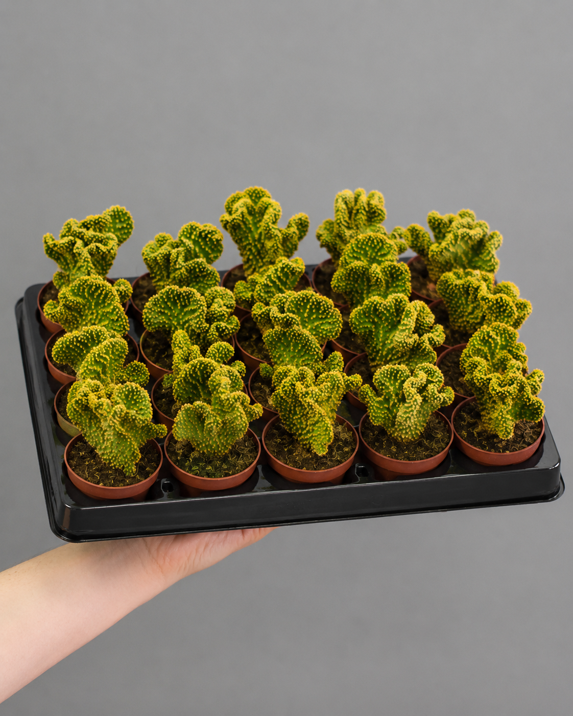 Опунция Микродазис Йеллоу Кристата (Opuntia Microdasys Yellow Cristata) D5см