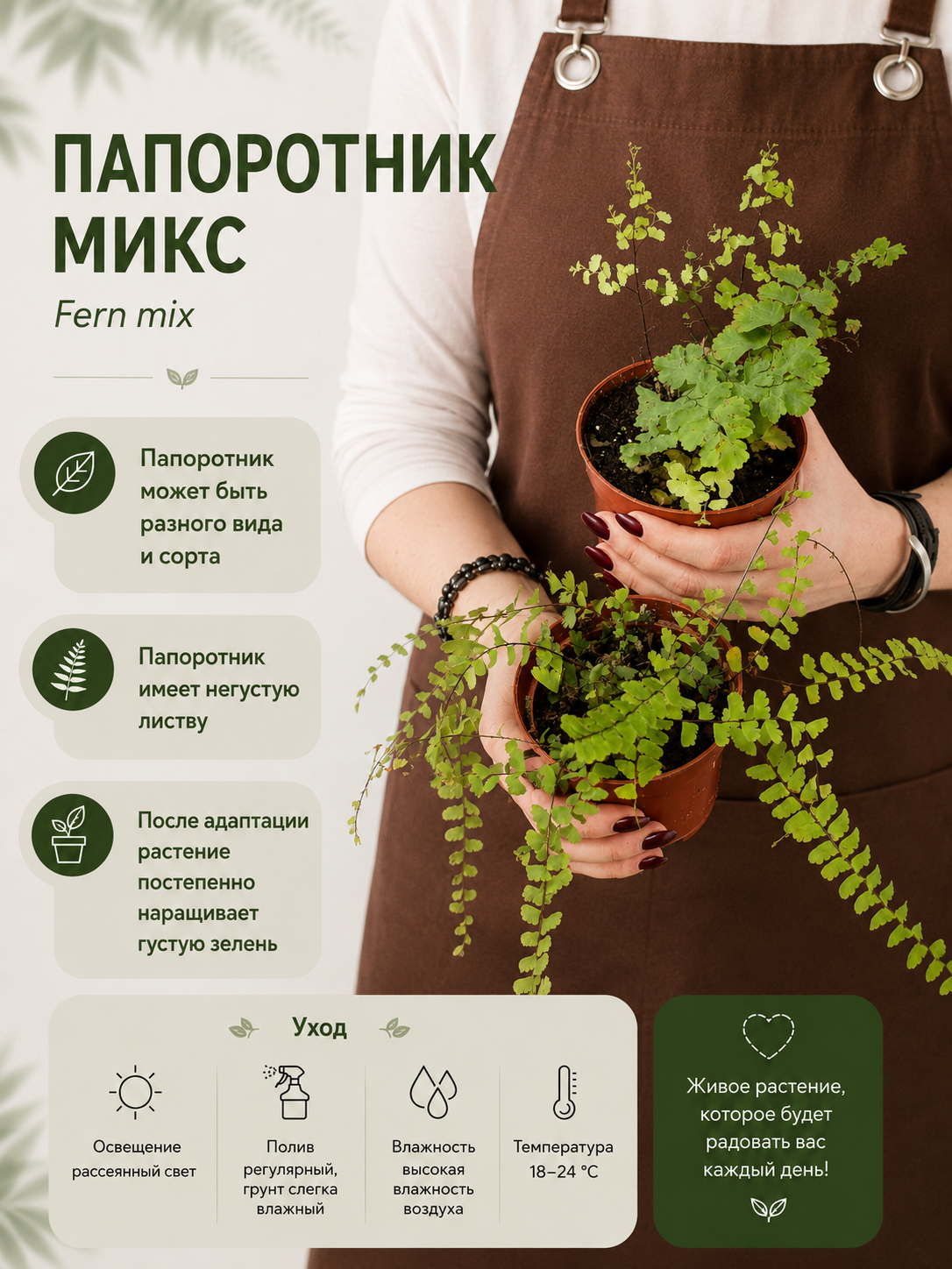 Папоротник Микс D8см, УЦЕНКА