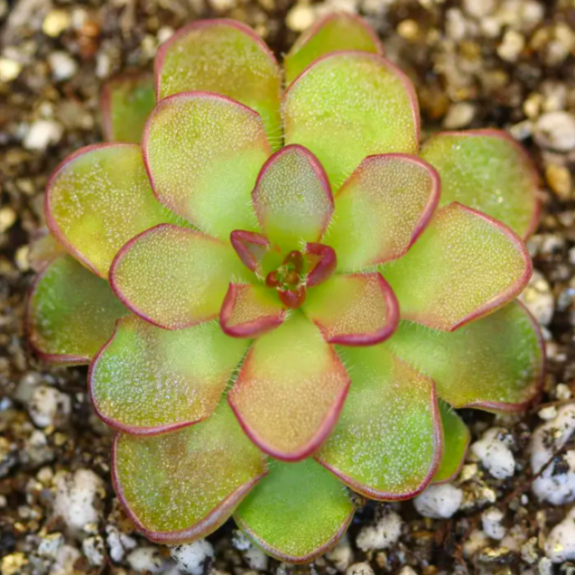 Жирянка Кандой (Pinguicula Kondoi) D6см
