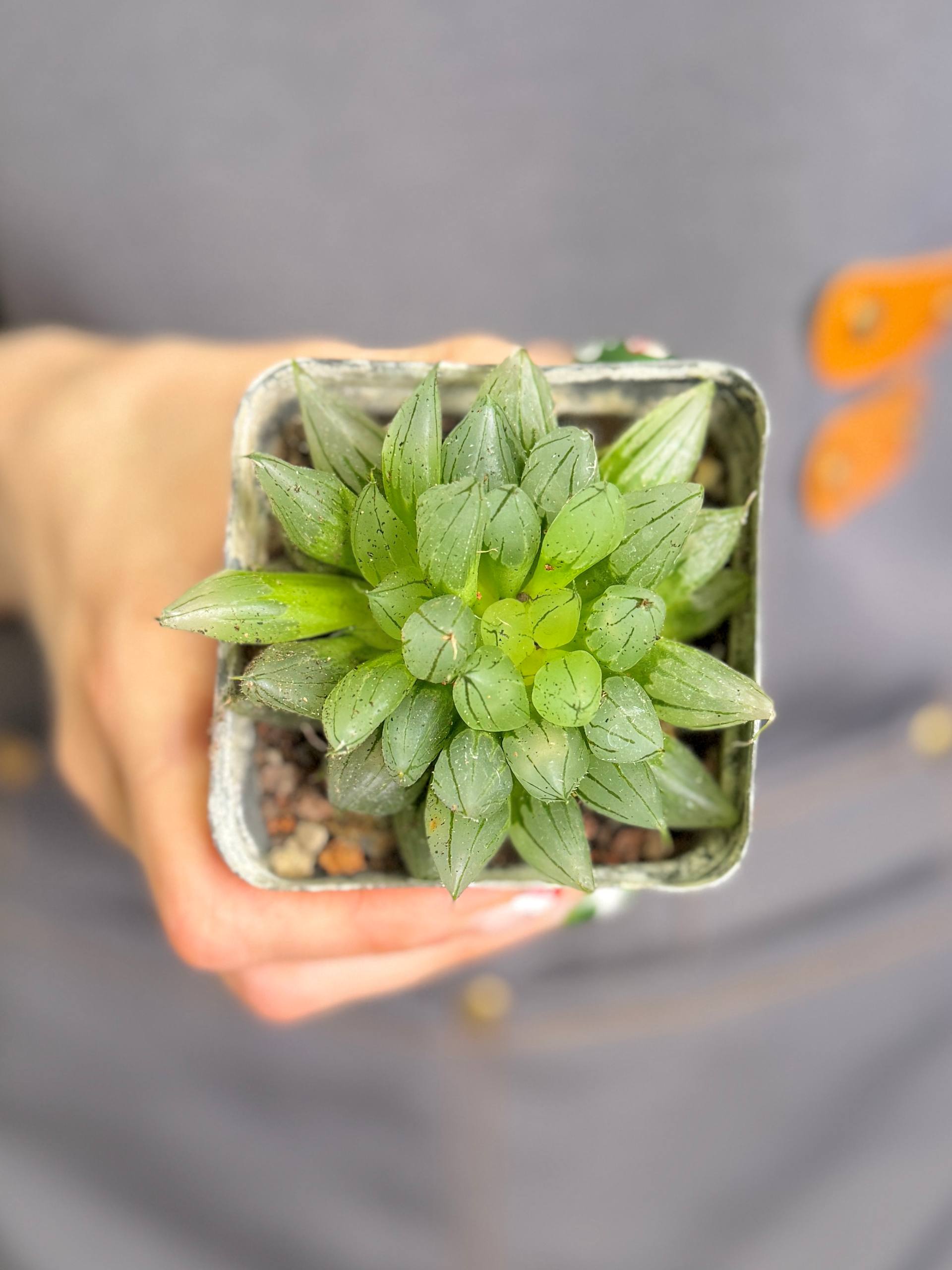 Хавортия Магнифика Атрофуска (Haworthia Magnifica var. Atrofusca) D7см
