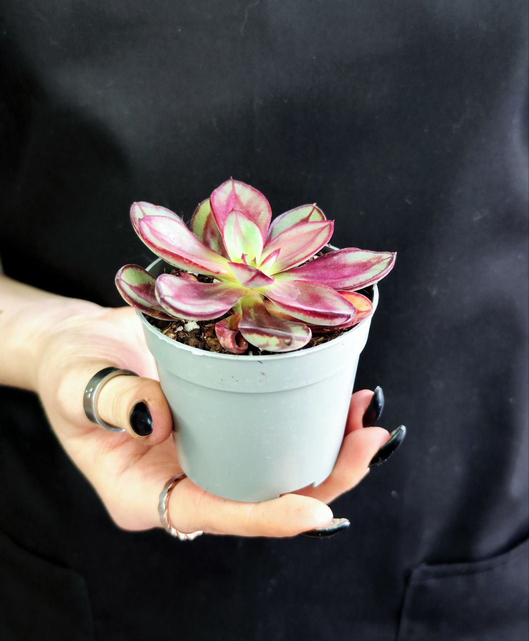 Эхеверия Нодулоза Маруба (Echeveria Nodulosa Maruba Benitsukasa) D6см