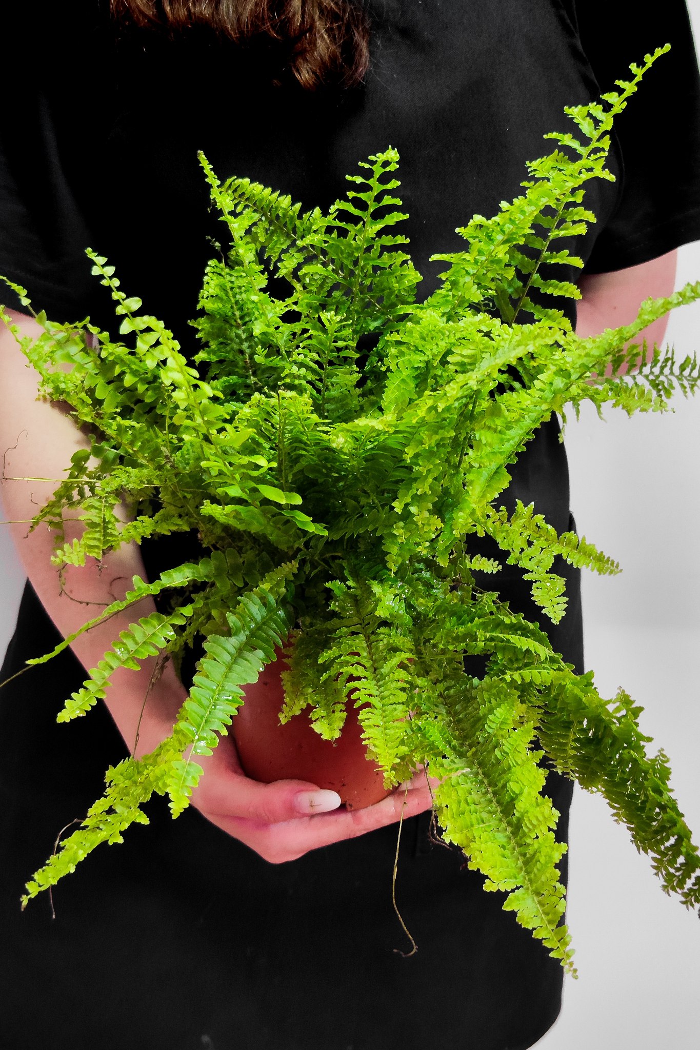 Нефролепис Витале (Nephrolepis Vitale) D12см