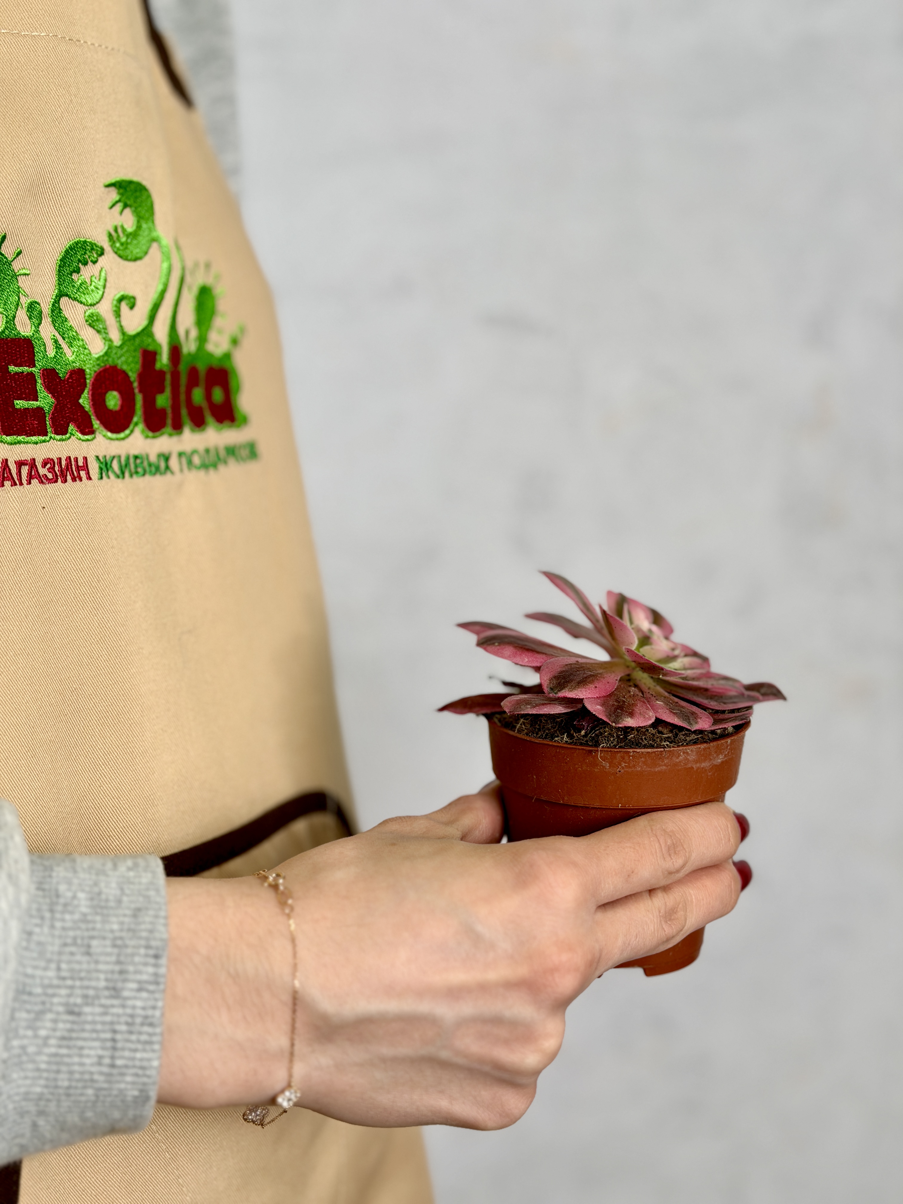 Эониум Ред Коппер (Aeonium Red Copper) D8,5см