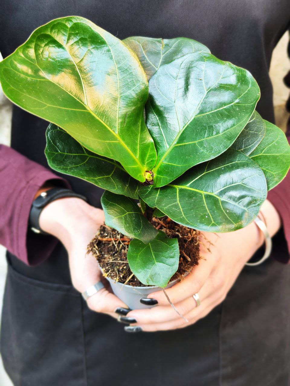 Фикус Лирата Компакта (Ficus Lyrata Compacta) D11см