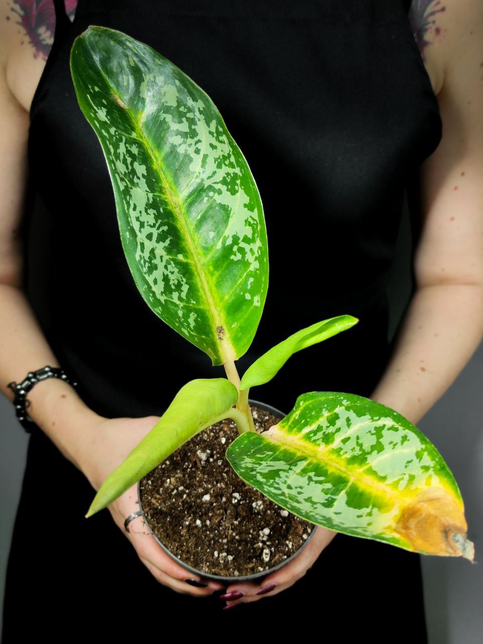 Аглаонема Микс УЦЕНКА (Aglaonema Mix) D12см