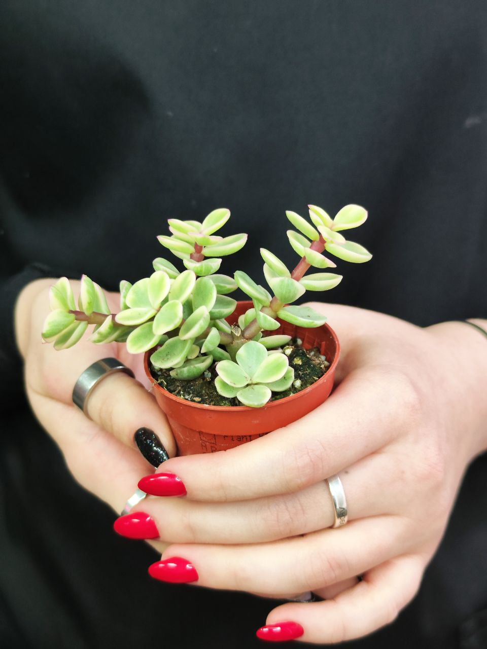 Портулакария Афра Вариегата (Portulacaria Afra Varigata) D5см