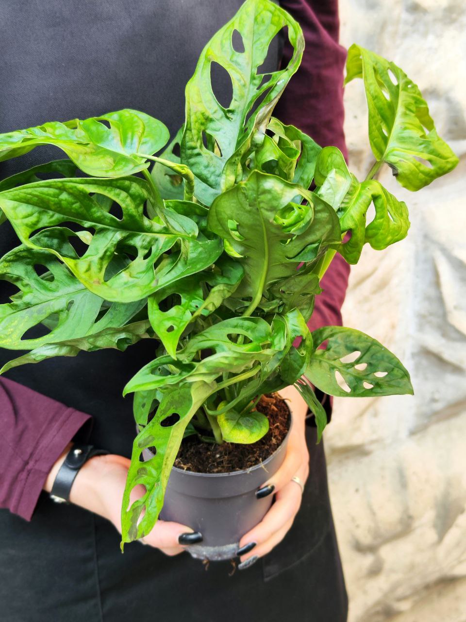 Монстера Адансона (Monstera Adansonii) D11см