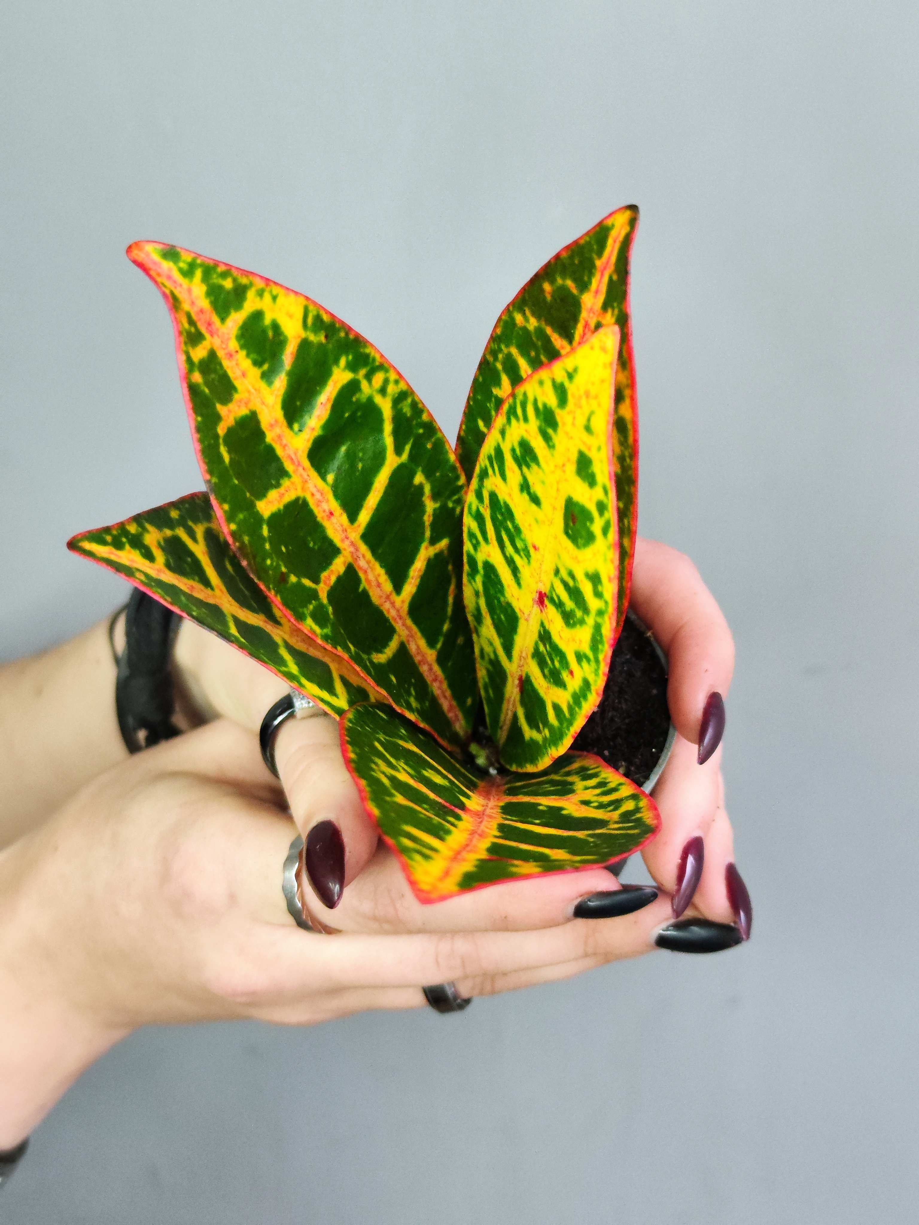 Кодиеум Петра (Codiaeum Petra) D6см