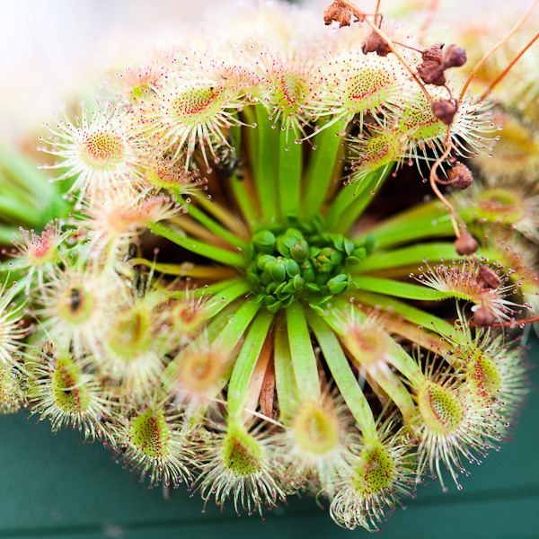 Росянка (лат. Drosera pulchella x omissa) D9см.