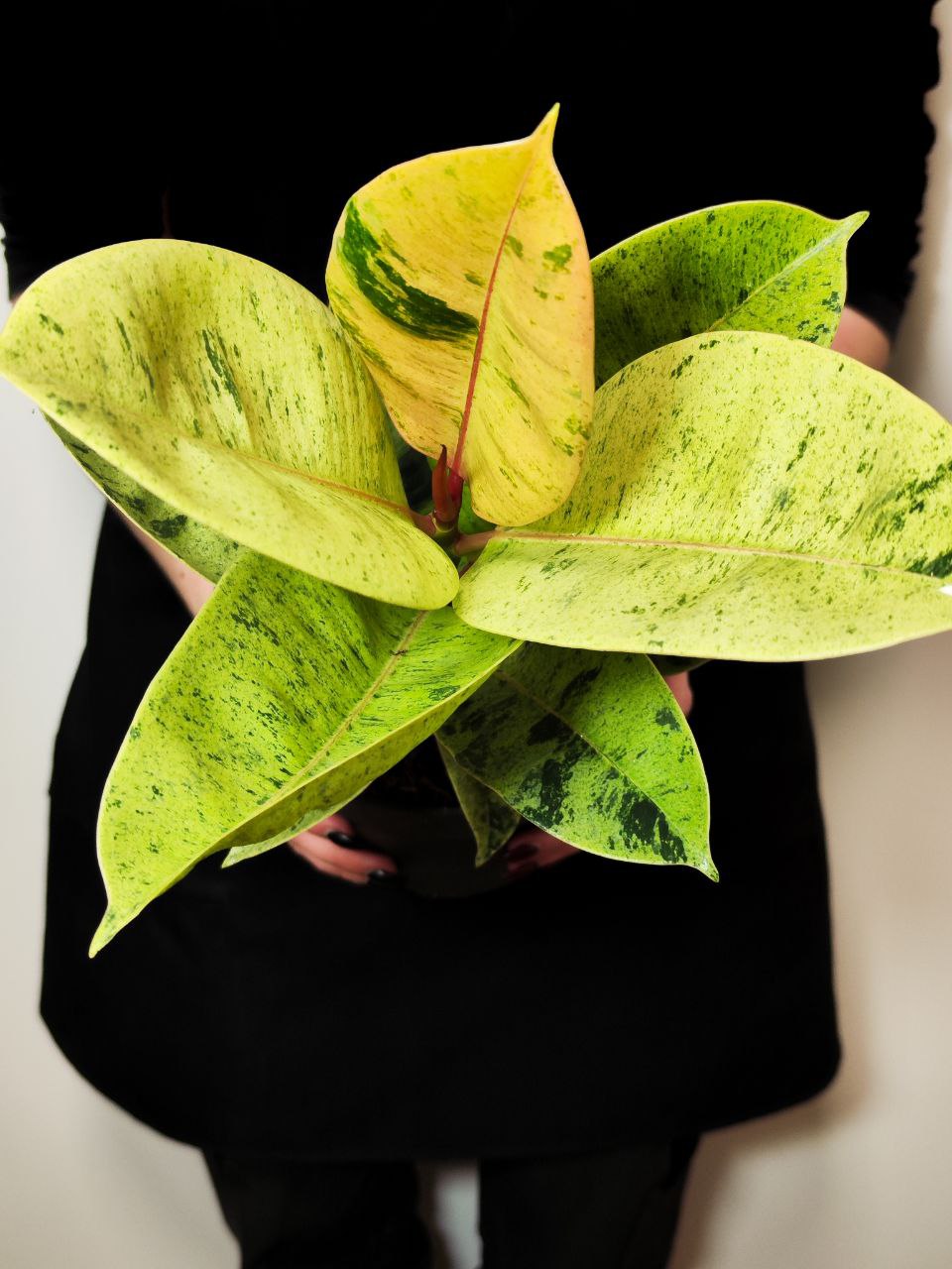 Фикус Эластика Муншайн (Ficus Elastica Moonshine) D17см