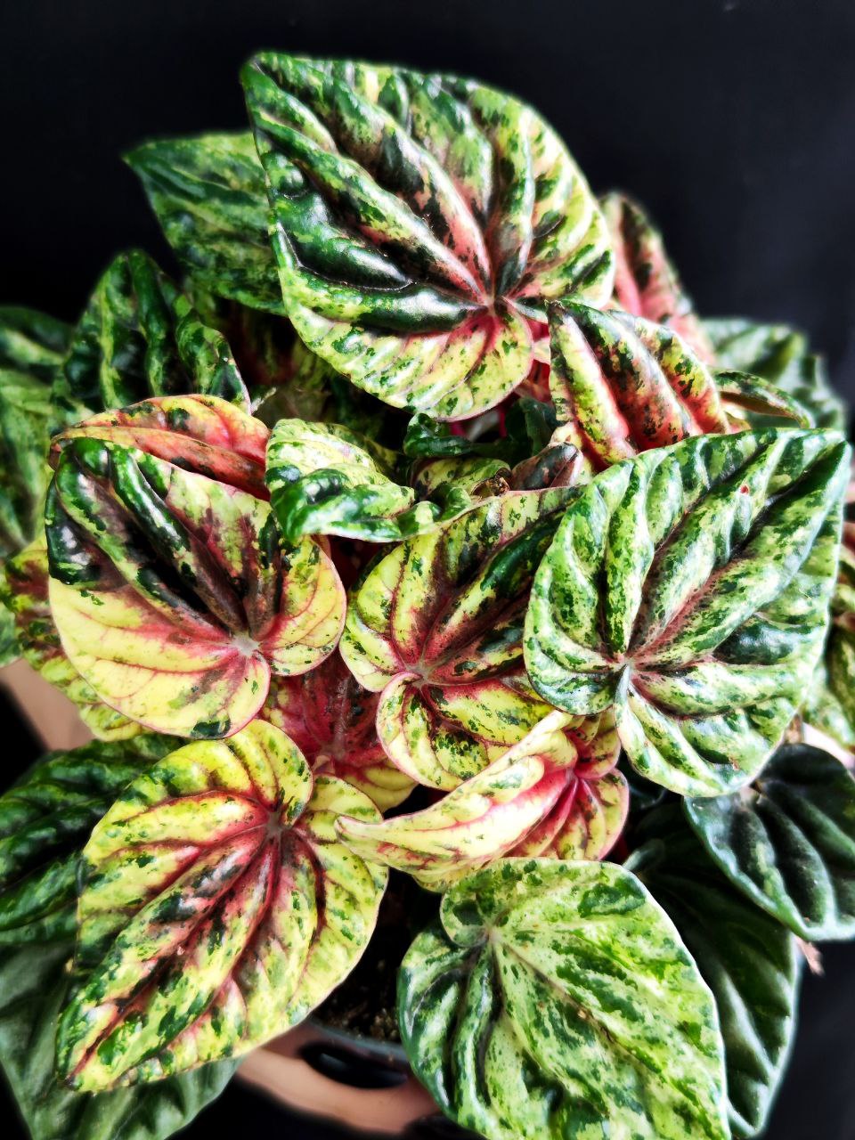 Пеперомия Хелиос Вариегатная (Peperomia Helios Variegata) D11см
