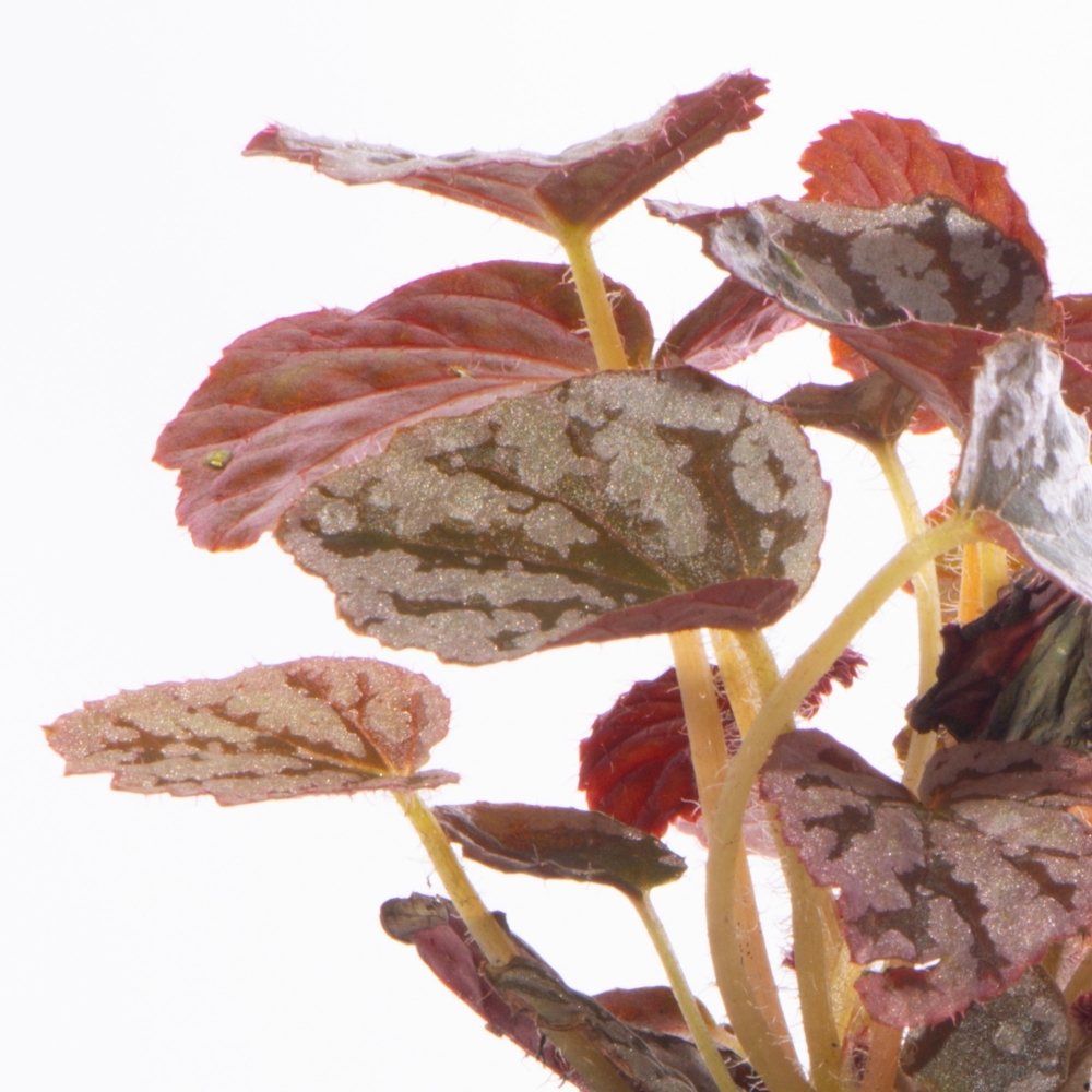 Бегония Рекс Чайо (Begonia Rex Chayo) D6см
