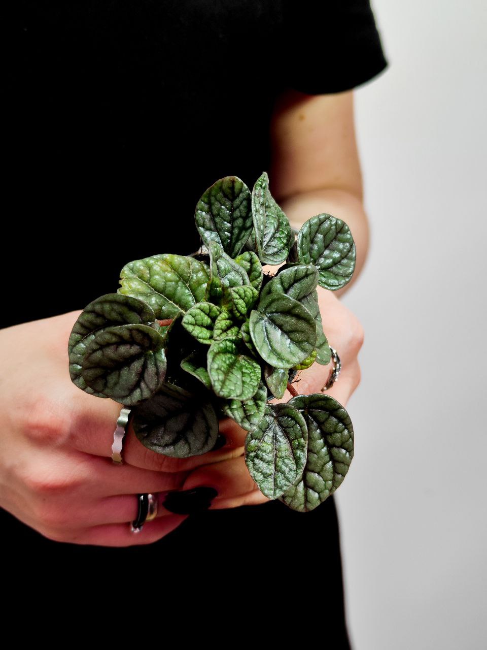 Пеперомия Грейхаунд (Peperomia Greyhound) D5см