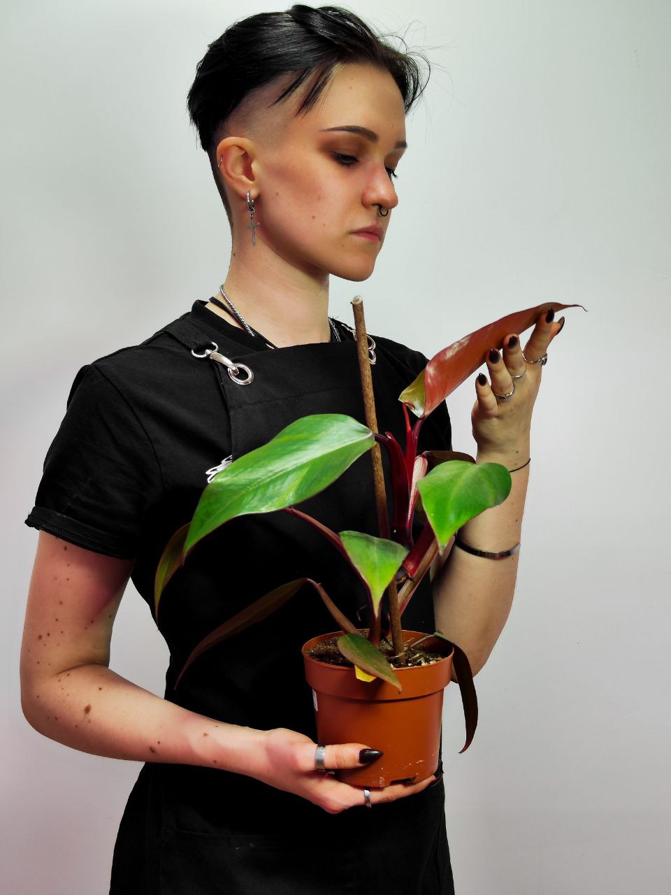 Филодендрон Ред Сан (Philodendron Red Sun) D12см