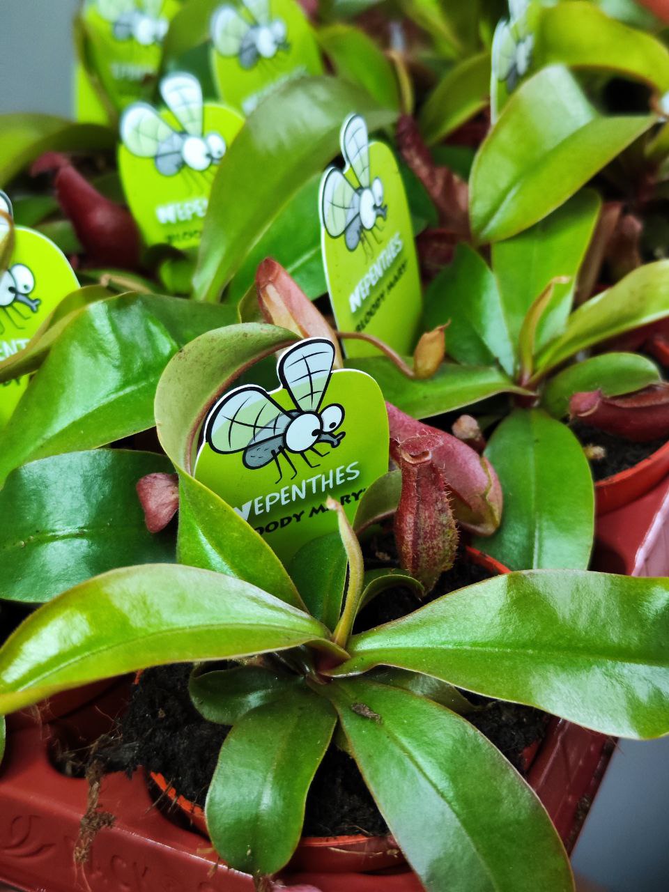Непентес Кровавая Мэри (Nepenthes Bloody Mary) D9см