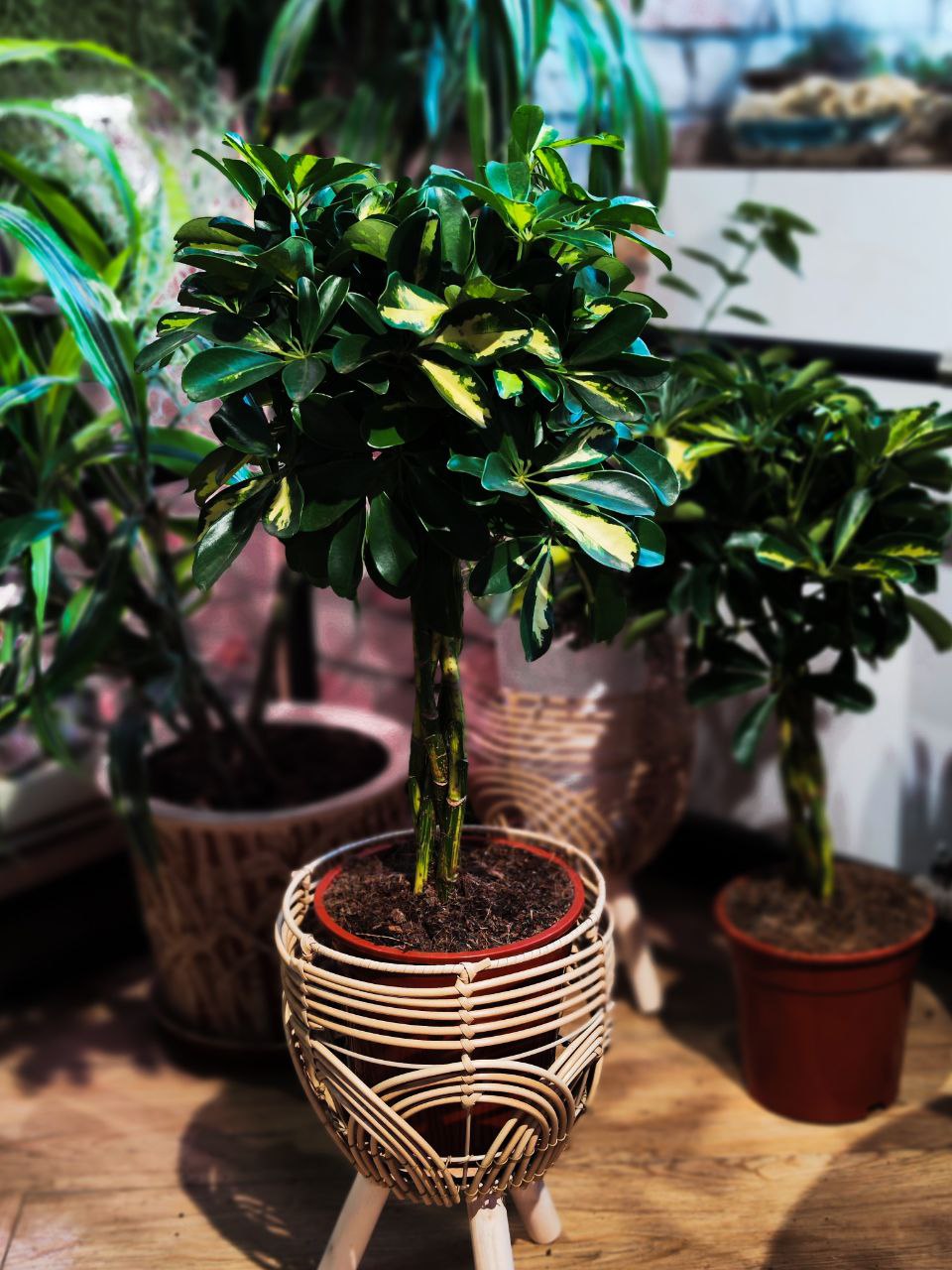 Шеффлера Голд Капелла Переплетенная (Schefflera Gold Capella Twisted Stem) D19см